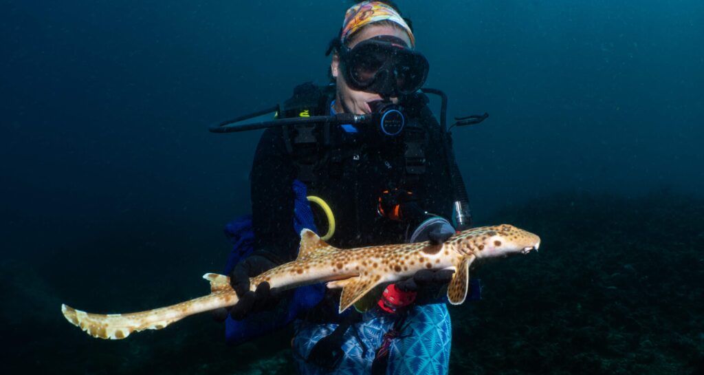 A new species of shark that walks along the seabed using its fins has been discovered in Papua New Guinea - the tenth walking shark species ever identified, covered in white spots and dashes.