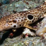 A new species of shark that walks along the seabed using its fins has been discovered in Papua New Guinea - the tenth walking shark species ever identified, covered in white spots and dashes.