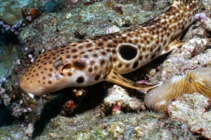 A new species of shark that walks along the seabed using its fins has been discovered in Papua New Guinea - the tenth walking shark species ever identified, covered in white spots and dashes.