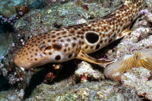 A new species of shark that walks along the seabed using its fins has been discovered in Papua New Guinea - the tenth walking shark species ever identified, covered in white spots and dashes.