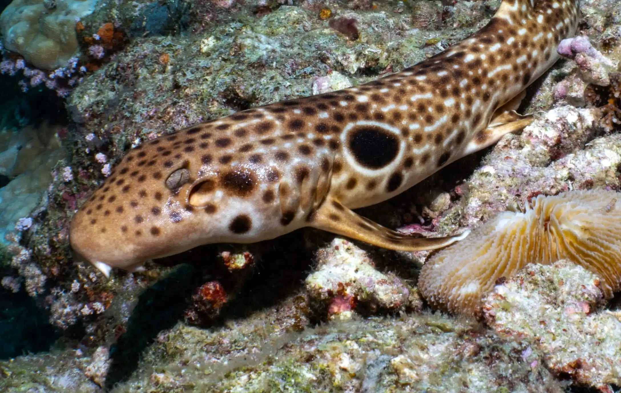 A new species of shark that walks along the seabed using its fins has been discovered in Papua New Guinea - the tenth walking shark species ever identified, covered in white spots and dashes.