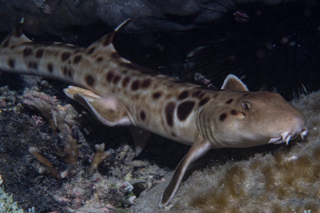 A new species of shark that walks along the seabed using its fins has been discovered in Papua New Guinea - the tenth walking shark species ever identified, covered in white spots and dashes.