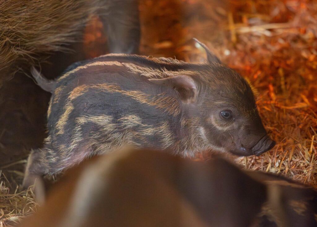 Three adorable red river hoglets have joined proud parents Winnie and Humphrey at Paignton Zoo, delighting visitors as they explore their new home