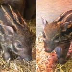Three adorable red river hoglets have joined proud parents Winnie and Humphrey at Paignton Zoo, delighting visitors as they explore their new home