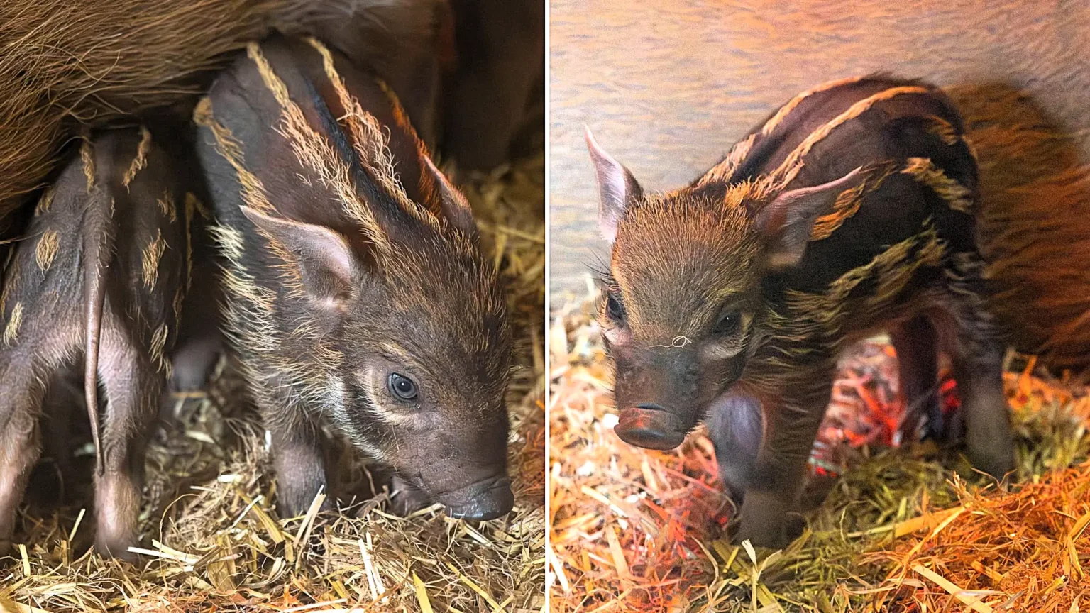 Three adorable red river hoglets have joined proud parents Winnie and Humphrey at Paignton Zoo, delighting visitors as they explore their new home