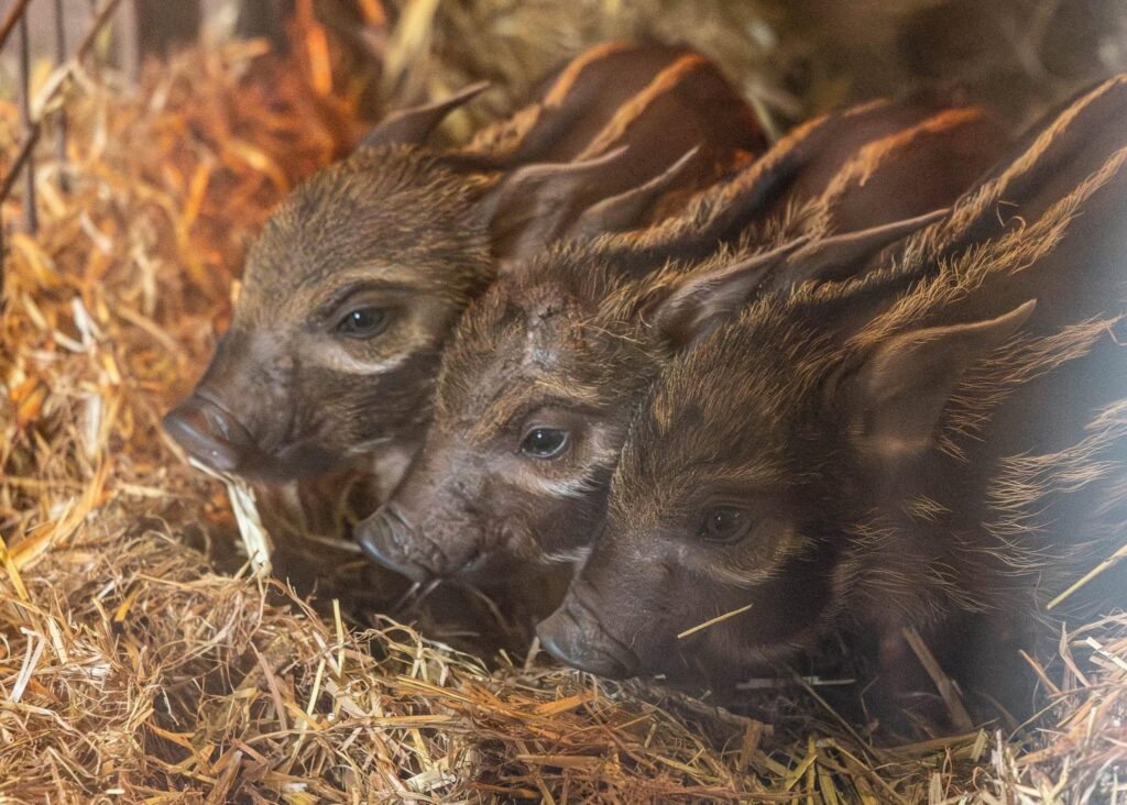 Three adorable red river hoglets have joined proud parents Winnie and Humphrey at Paignton Zoo, delighting visitors as they explore their new home