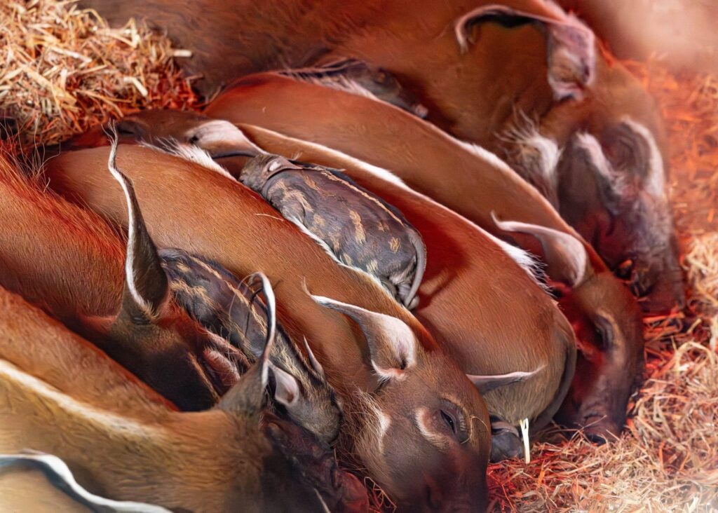 Three adorable red river hoglets have joined proud parents Winnie and Humphrey at Paignton Zoo, delighting visitors as they explore their new home