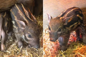 Three adorable red river hoglets have joined proud parents Winnie and Humphrey at Paignton Zoo, delighting visitors as they explore their new home