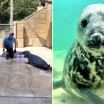 A psychic seal called Aayla has predicted England will beat Panama in their World Cup clash on Saturday, after backing the Three Lions to win all of their group stage games.
