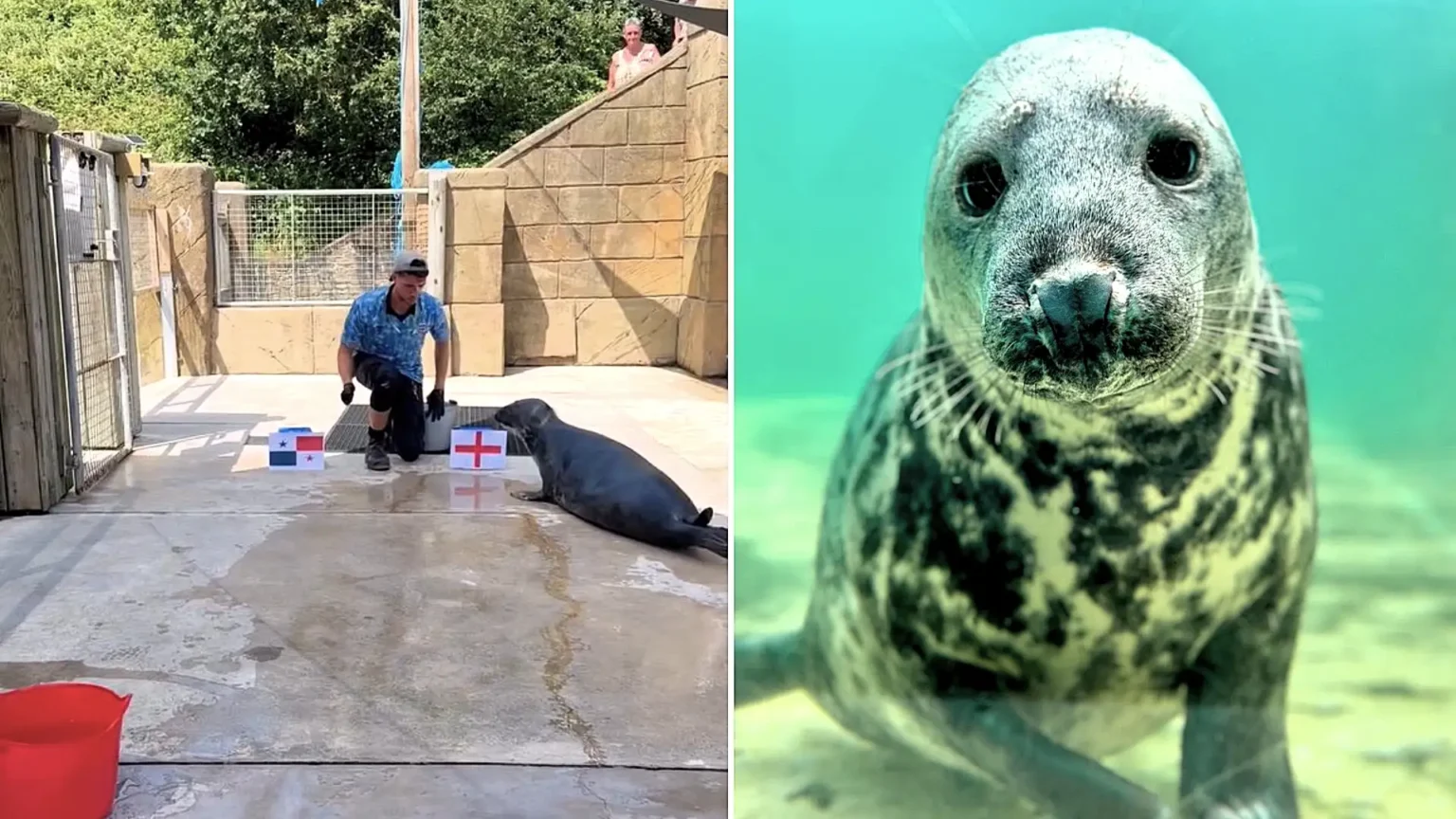 A psychic seal called Aayla has predicted England will beat Panama in their World Cup clash on Saturday, after backing the Three Lions to win all of their group stage games.