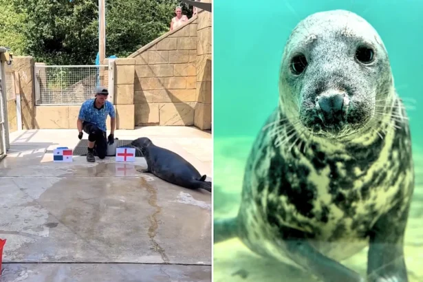 A psychic seal called Aayla has predicted England will beat Panama in their World Cup clash on Saturday, after backing the Three Lions to win all of their group stage games.