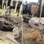 Stunned villagers in China found a rare 130cm fulgurite - a glassy boulder formed when lightning struck a wheat field during a violent thunderstorm and melted the earth instantly.