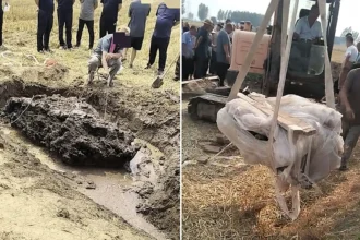 Stunned villagers in China found a rare 130cm fulgurite - a glassy boulder formed when lightning struck a wheat field during a violent thunderstorm and melted the earth instantly.