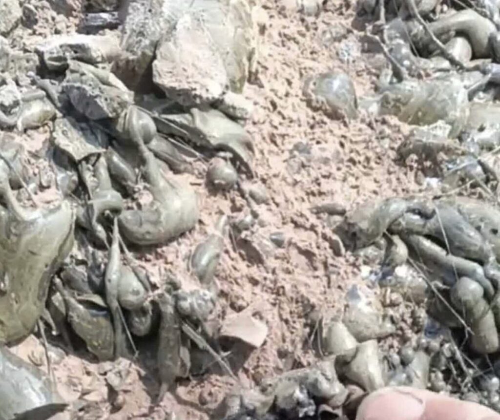 Stunned villagers in China found a rare 130cm fulgurite - a glassy boulder formed when lightning struck a wheat field during a violent thunderstorm and melted the earth instantly.
