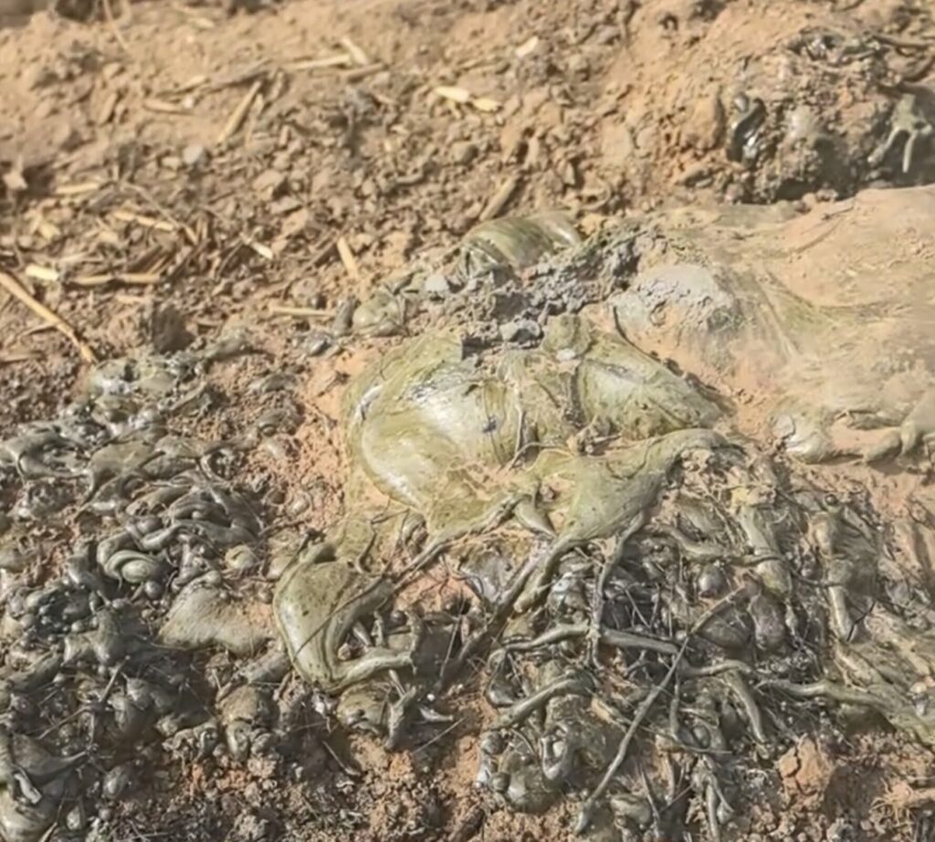 Stunned villagers in China found a rare 130cm fulgurite - a glassy boulder formed when lightning struck a wheat field during a violent thunderstorm and melted the earth instantly.
