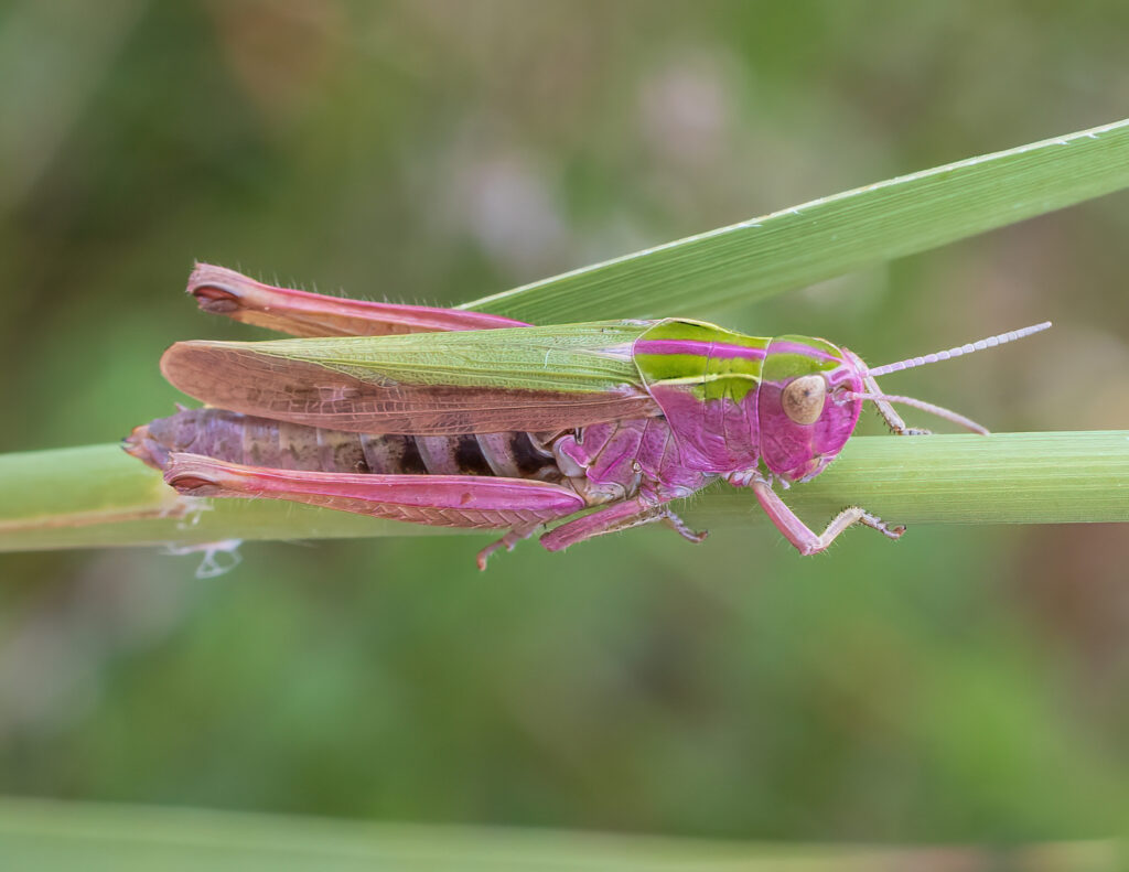 A rare bubblegum-pink grasshopper has been spotted in a Somerset garden - the once-in-a-lifetime find is caused by a genetic mutation that affects just one in 500 grasshoppers.