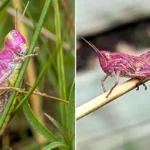 A rare bubblegum-pink grasshopper has been spotted in a Somerset garden - the once-in-a-lifetime find is caused by a genetic mutation that affects just one in 500 grasshoppers.