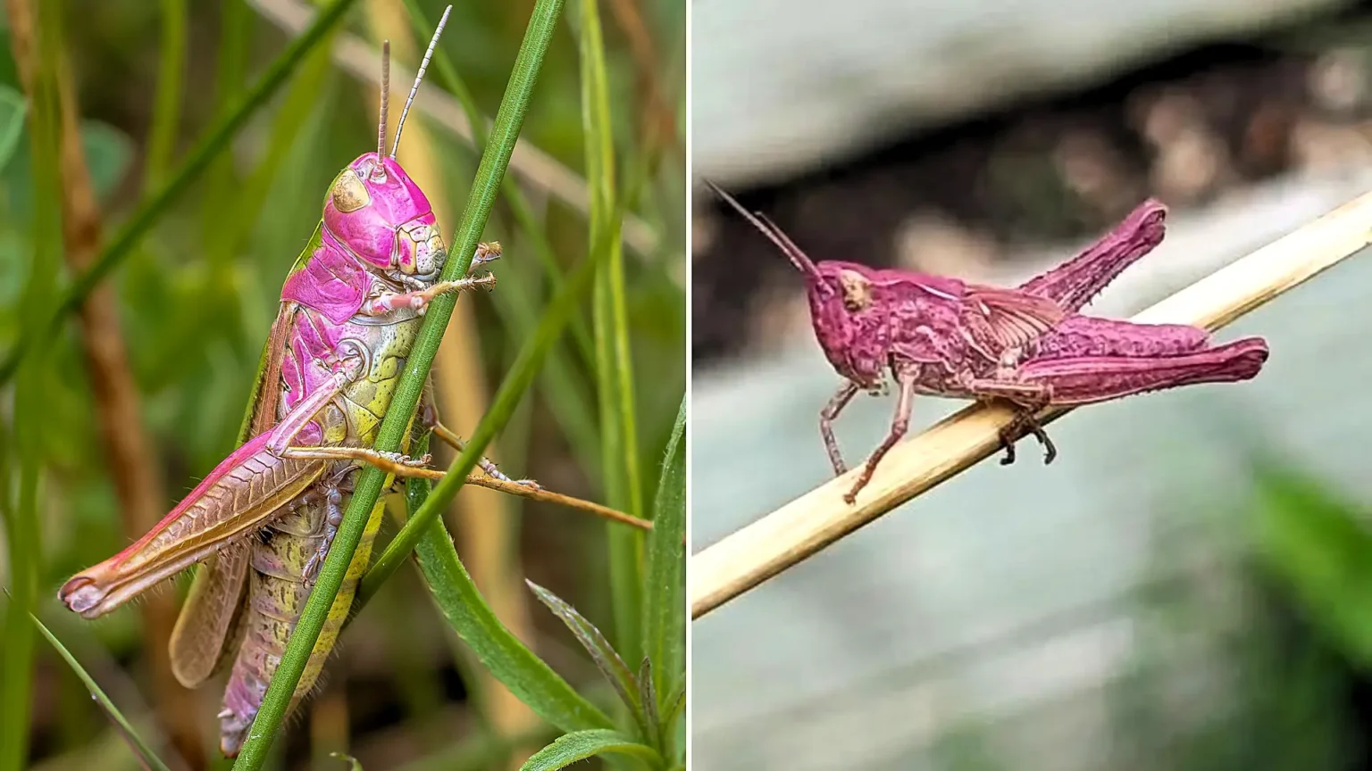 A rare bubblegum-pink grasshopper has been spotted in a Somerset garden - the once-in-a-lifetime find is caused by a genetic mutation that affects just one in 500 grasshoppers.