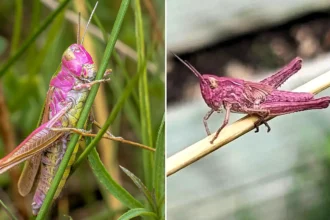A rare bubblegum-pink grasshopper has been spotted in a Somerset garden - the once-in-a-lifetime find is caused by a genetic mutation that affects just one in 500 grasshoppers.