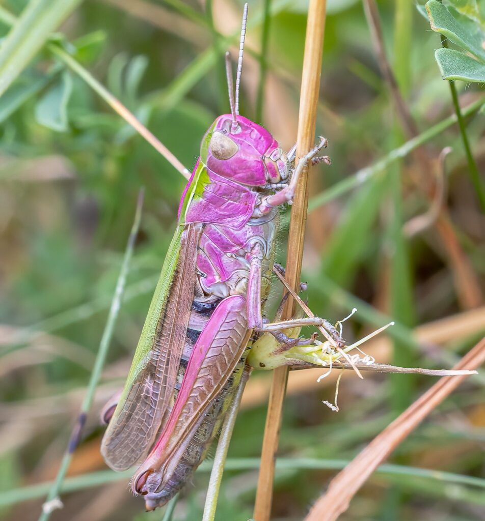 A rare bubblegum-pink grasshopper has been spotted in a Somerset garden - the once-in-a-lifetime find is caused by a genetic mutation that affects just one in 500 grasshoppers.