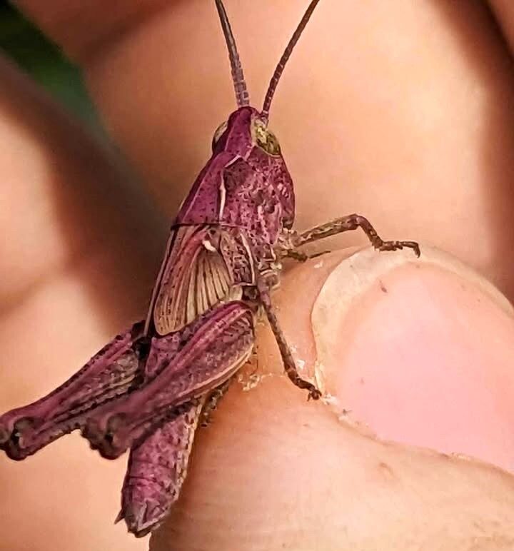 A rare bubblegum-pink grasshopper has been spotted in a Somerset garden - the once-in-a-lifetime find is caused by a genetic mutation that affects just one in 500 grasshoppers.