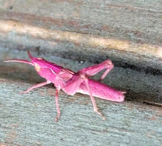 A rare bubblegum-pink grasshopper has been spotted in a Somerset garden - the once-in-a-lifetime find is caused by a genetic mutation that affects just one in 500 grasshoppers.