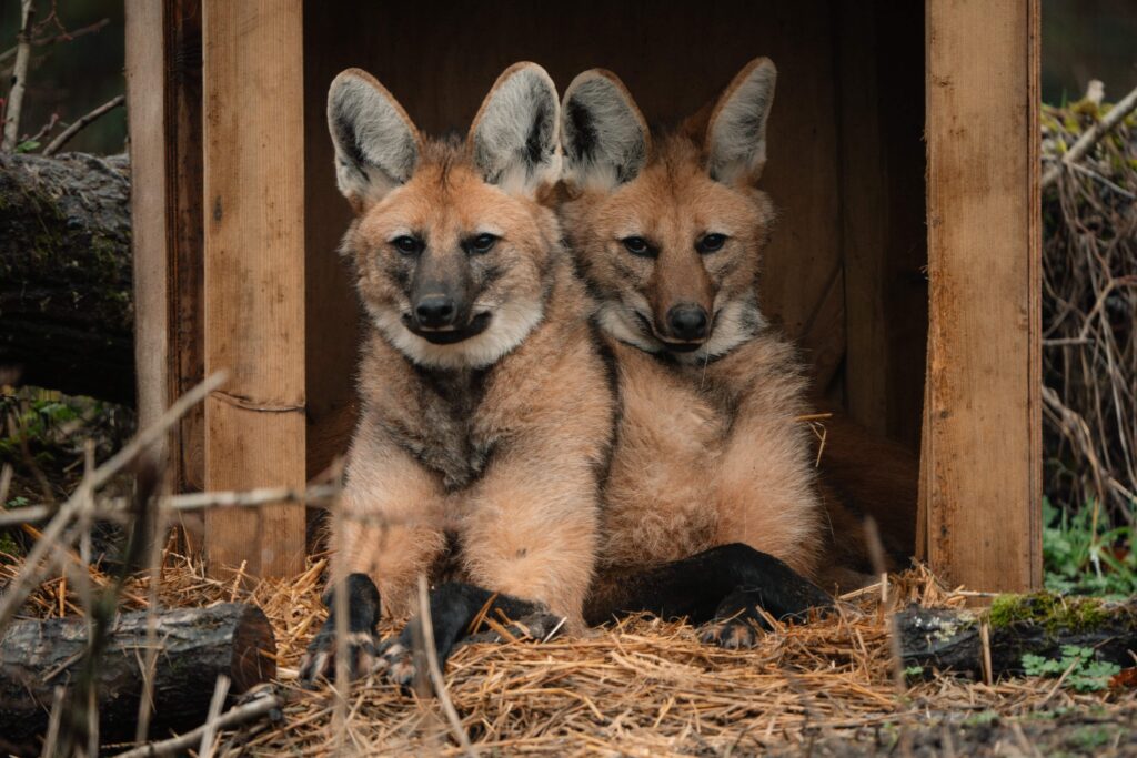 Three "wolf" sisters that look nothing like wolves have made their UK debut at Longleat - the rare maned wolves spent six months hidden behind the scenes before going on public display.