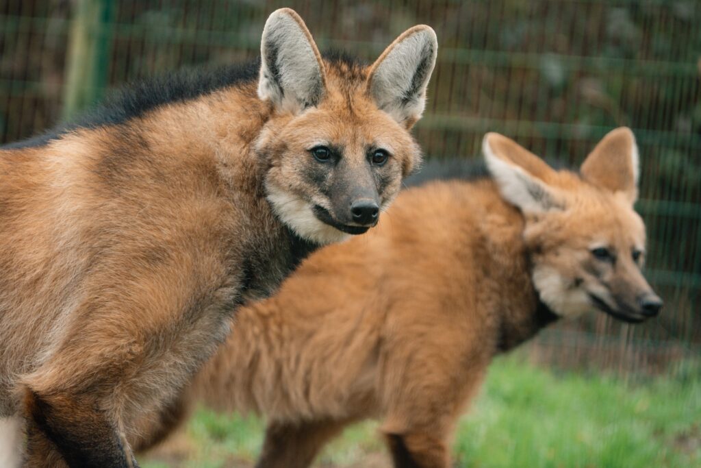 Three "wolf" sisters that look nothing like wolves have made their UK debut at Longleat - the rare maned wolves spent six months hidden behind the scenes before going on public display.