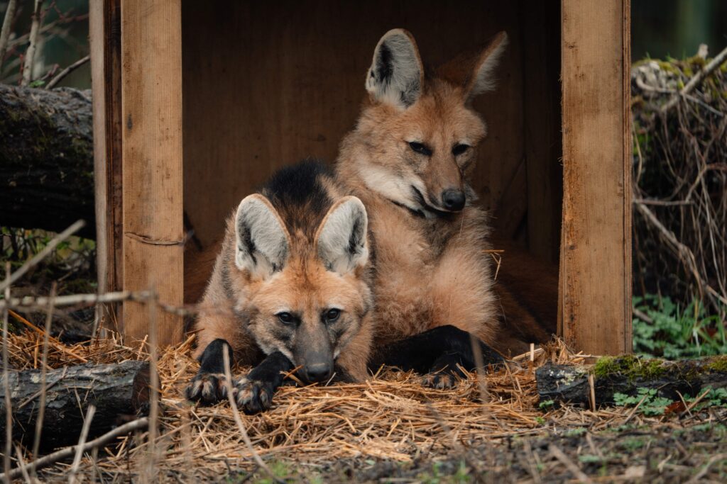 Three "wolf" sisters that look nothing like wolves have made their UK debut at Longleat - the rare maned wolves spent six months hidden behind the scenes before going on public display.