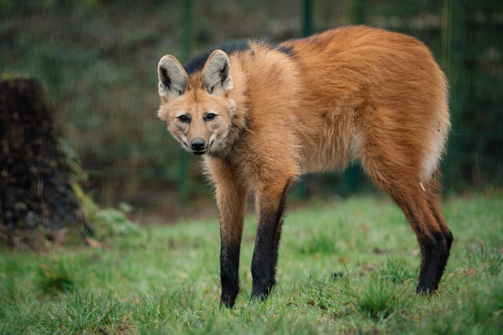 Three "wolf" sisters that look nothing like wolves have made their UK debut at Longleat - the rare maned wolves spent six months hidden behind the scenes before going on public display.