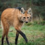 Three "wolf" sisters that look nothing like wolves have made their UK debut at Longleat - the rare maned wolves spent six months hidden behind the scenes before going on public display.
