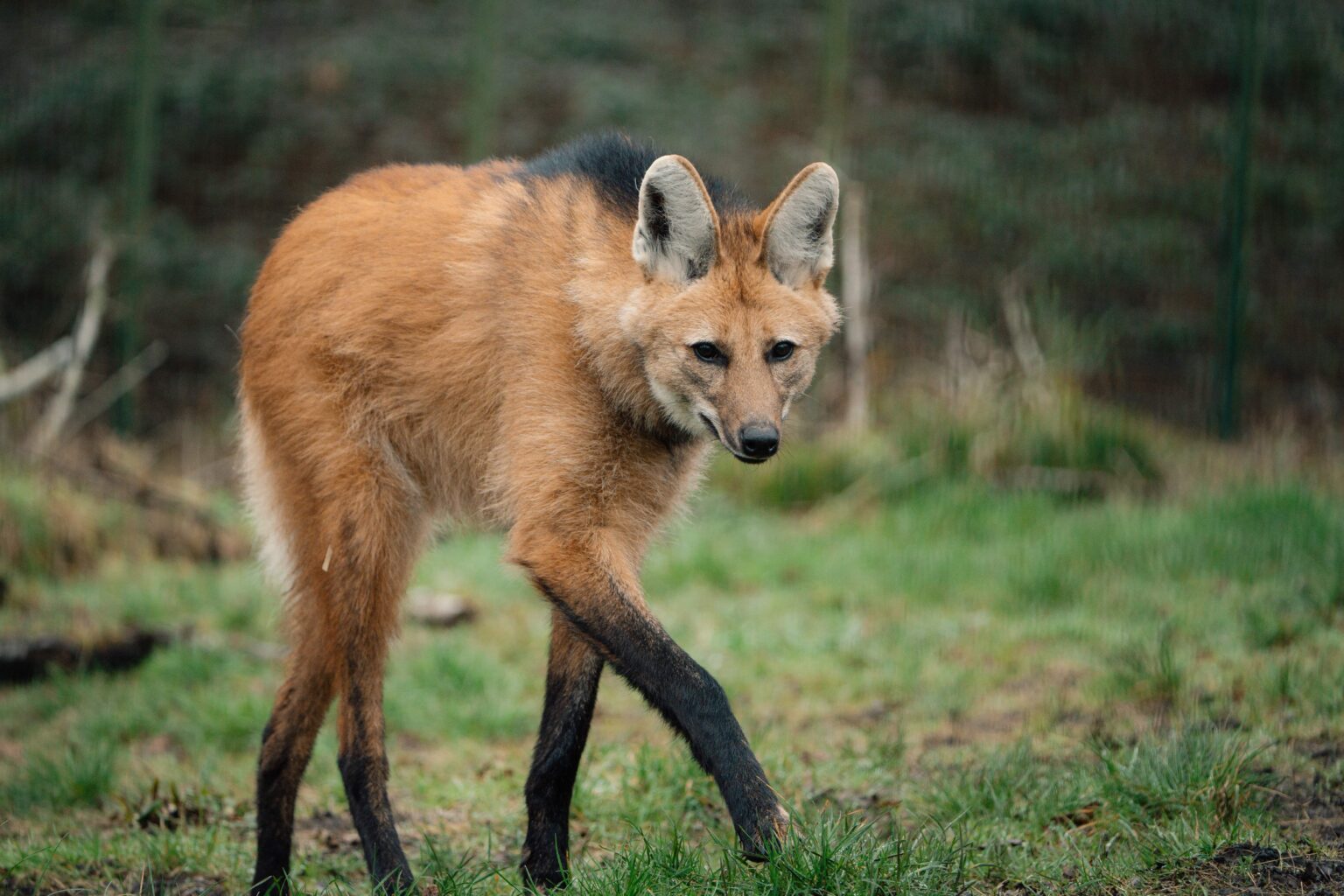 Three "wolf" sisters that look nothing like wolves have made their UK debut at Longleat - the rare maned wolves spent six months hidden behind the scenes before going on public display.
