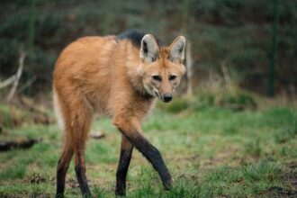 Three "wolf" sisters that look nothing like wolves have made their UK debut at Longleat - the rare maned wolves spent six months hidden behind the scenes before going on public display.