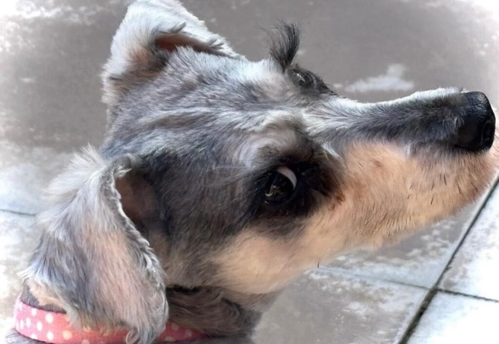 A rescue schnauzer believed to have Britain's longest eyelashes is searching for a forever home after being saved from a heartbreaking start - her stunning lashes have already caused a stir.