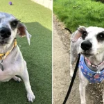 A rescue schnauzer believed to have Britain's longest eyelashes is searching for a forever home after being saved from a heartbreaking start - her stunning lashes have already caused a stir.