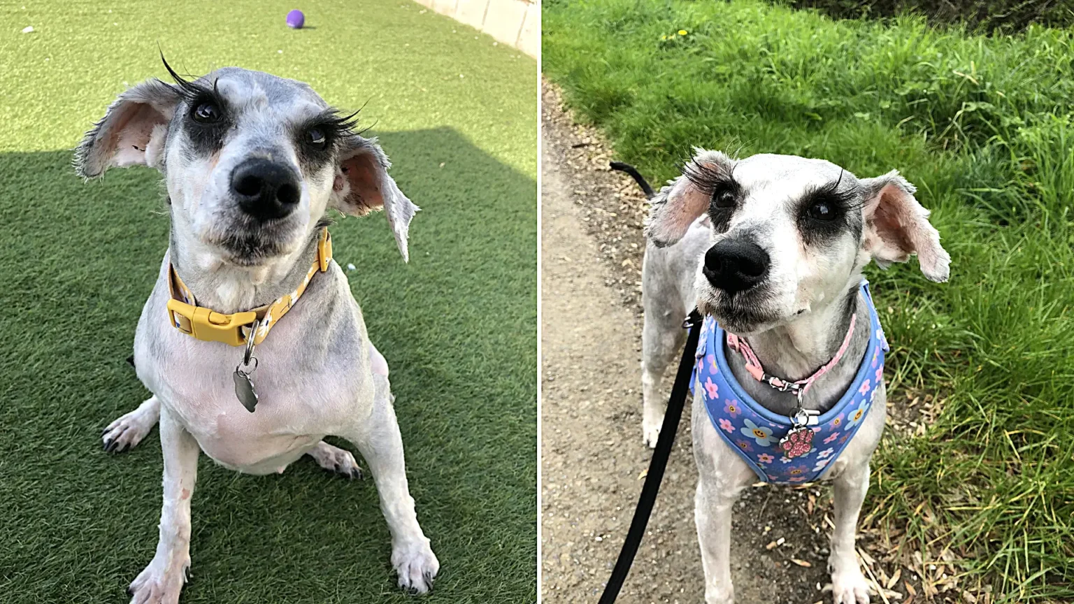 A rescue schnauzer believed to have Britain's longest eyelashes is searching for a forever home after being saved from a heartbreaking start - her stunning lashes have already caused a stir.