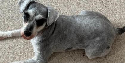 A rescue schnauzer believed to have Britain's longest eyelashes is searching for a forever home after being saved from a heartbreaking start - her stunning lashes have already caused a stir.