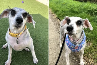 A rescue schnauzer believed to have Britain's longest eyelashes is searching for a forever home after being saved from a heartbreaking start - her stunning lashes have already caused a stir.