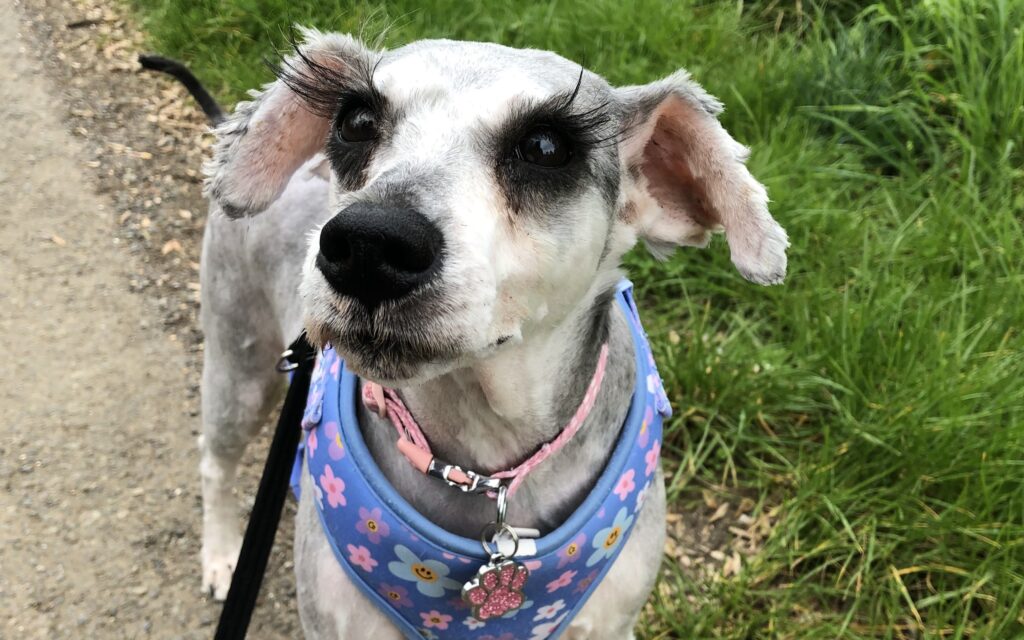A rescue schnauzer believed to have Britain's longest eyelashes is searching for a forever home after being saved from a heartbreaking start - her stunning lashes have already caused a stir.