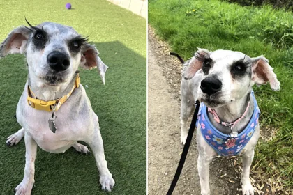 A rescue schnauzer believed to have Britain's longest eyelashes is searching for a forever home after being saved from a heartbreaking start - her stunning lashes have already caused a stir.