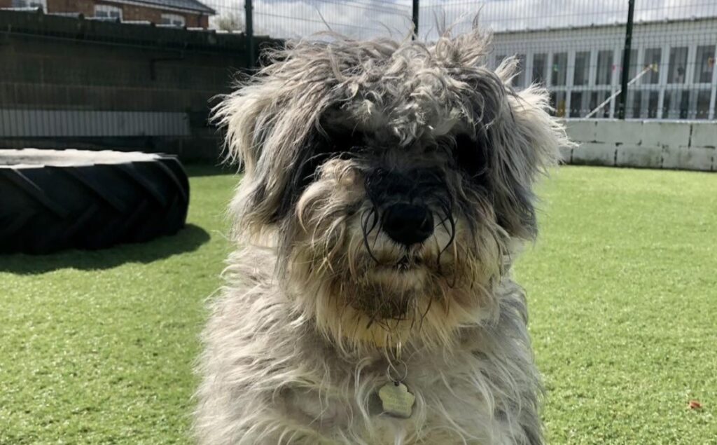 A rescue schnauzer believed to have Britain's longest eyelashes is searching for a forever home after being saved from a heartbreaking start - her stunning lashes have already caused a stir.