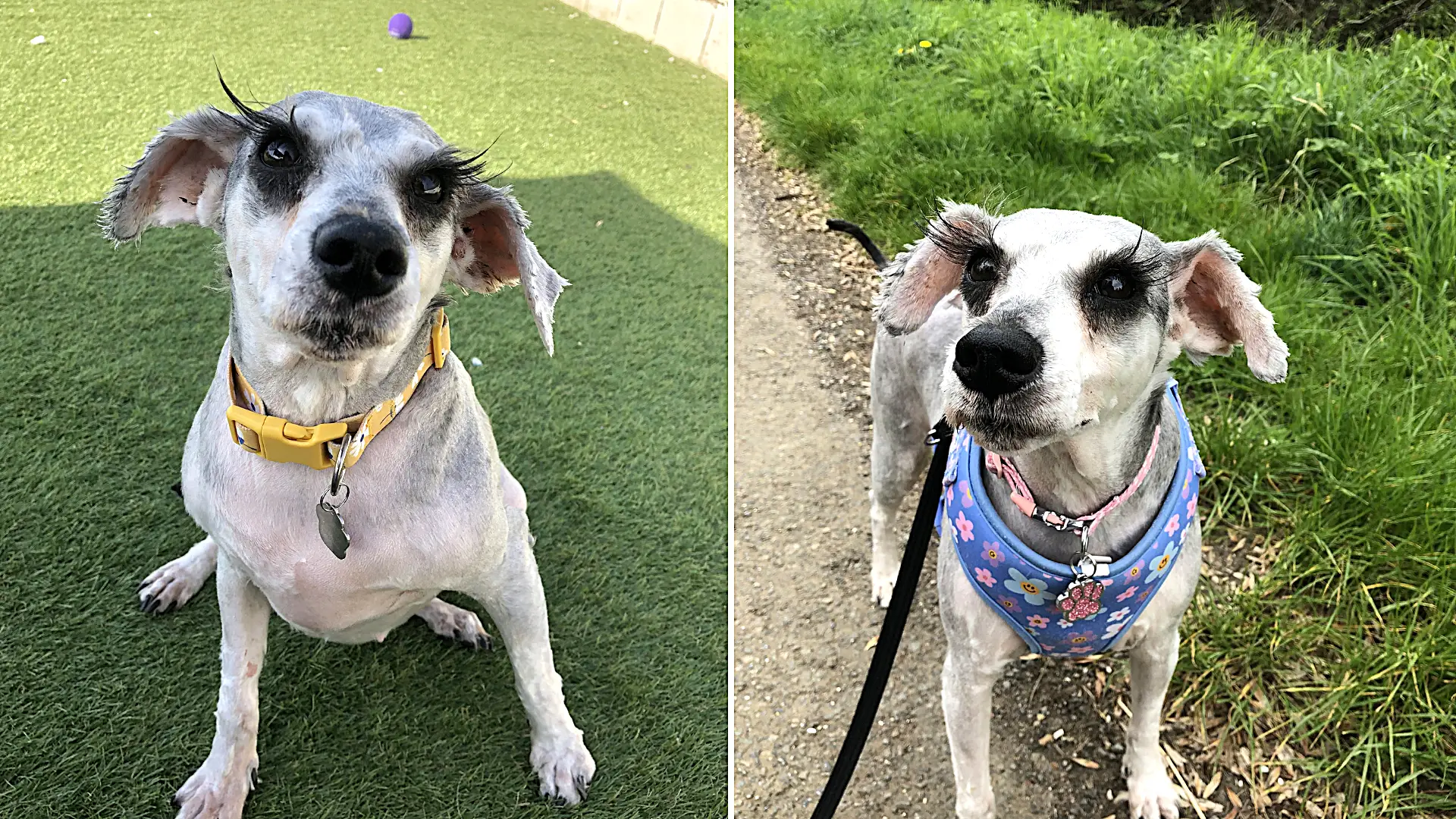 A rescue schnauzer believed to have Britain's longest eyelashes is searching for a forever home after being saved from a heartbreaking start - her stunning lashes have already caused a stir.
