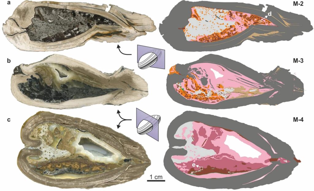 A 125-million-year-old shellfish fossil unearthed on the Isle of Wight contains perfectly preserved unborn babies in its gills - the oldest known evidence of maternal care in shellfish ever found.