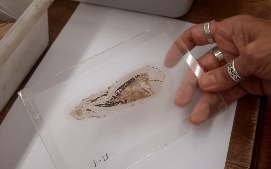 A 125-million-year-old shellfish fossil unearthed on the Isle of Wight contains perfectly preserved unborn babies in its gills - the oldest known evidence of maternal care in shellfish ever found.