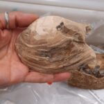 A 125-million-year-old shellfish fossil unearthed on the Isle of Wight contains perfectly preserved unborn babies in its gills - the oldest known evidence of maternal care in shellfish ever found.