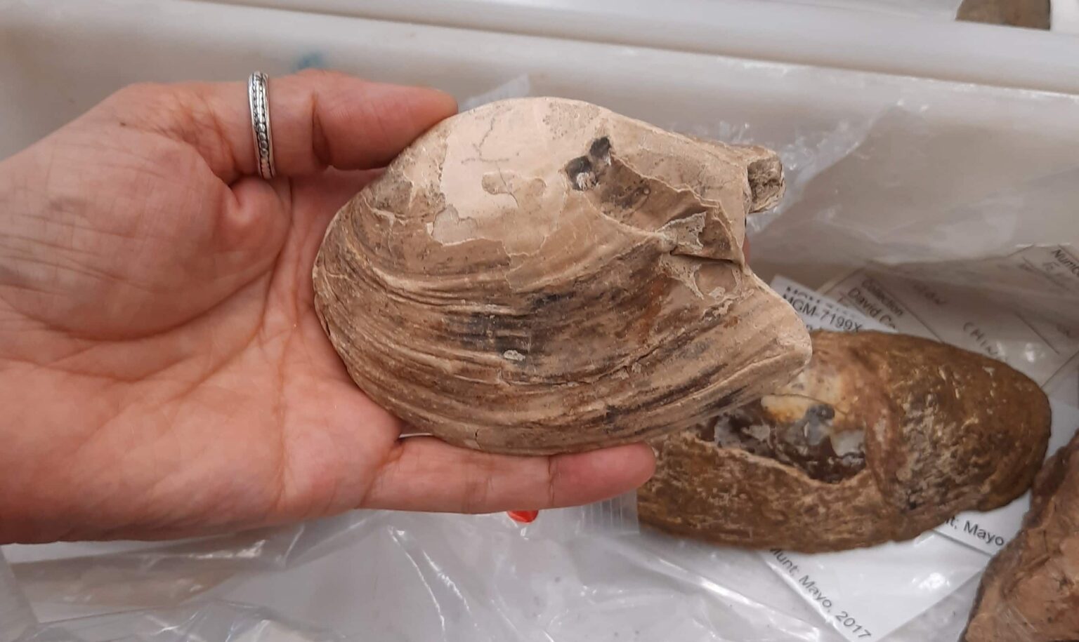 A 125-million-year-old shellfish fossil unearthed on the Isle of Wight contains perfectly preserved unborn babies in its gills - the oldest known evidence of maternal care in shellfish ever found.