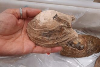 A 125-million-year-old shellfish fossil unearthed on the Isle of Wight contains perfectly preserved unborn babies in its gills - the oldest known evidence of maternal care in shellfish ever found.