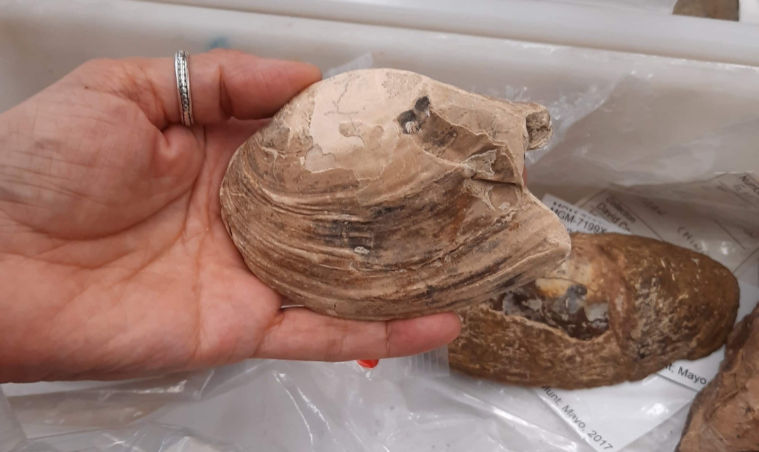 A 125-million-year-old shellfish fossil unearthed on the Isle of Wight contains perfectly preserved unborn babies in its gills - the oldest known evidence of maternal care in shellfish ever found.