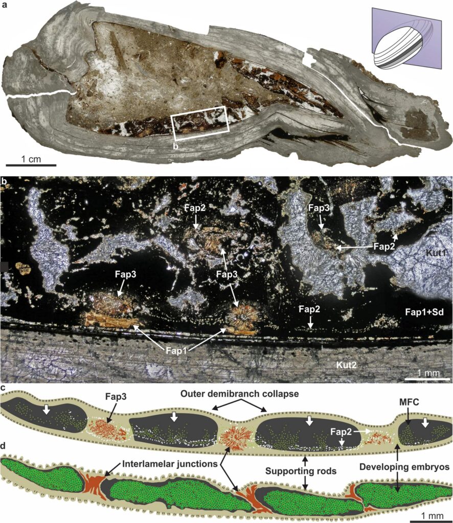 A 125-million-year-old shellfish fossil unearthed on the Isle of Wight contains perfectly preserved unborn babies in its gills - the oldest known evidence of maternal care in shellfish ever found.