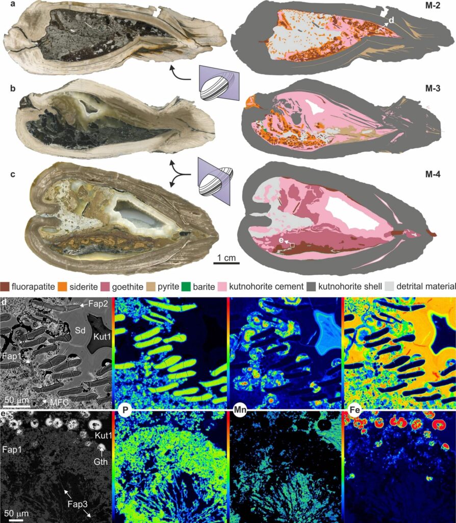 A 125-million-year-old shellfish fossil unearthed on the Isle of Wight contains perfectly preserved unborn babies in its gills - the oldest known evidence of maternal care in shellfish ever found.
